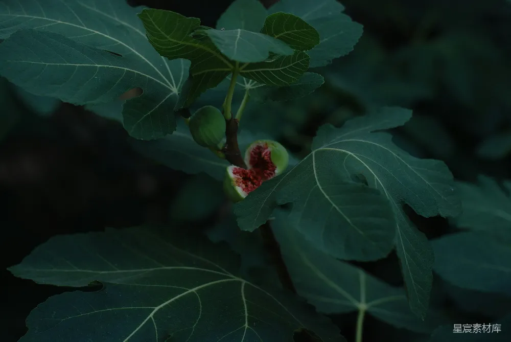 高清摄影 绿色植物上有红圆果