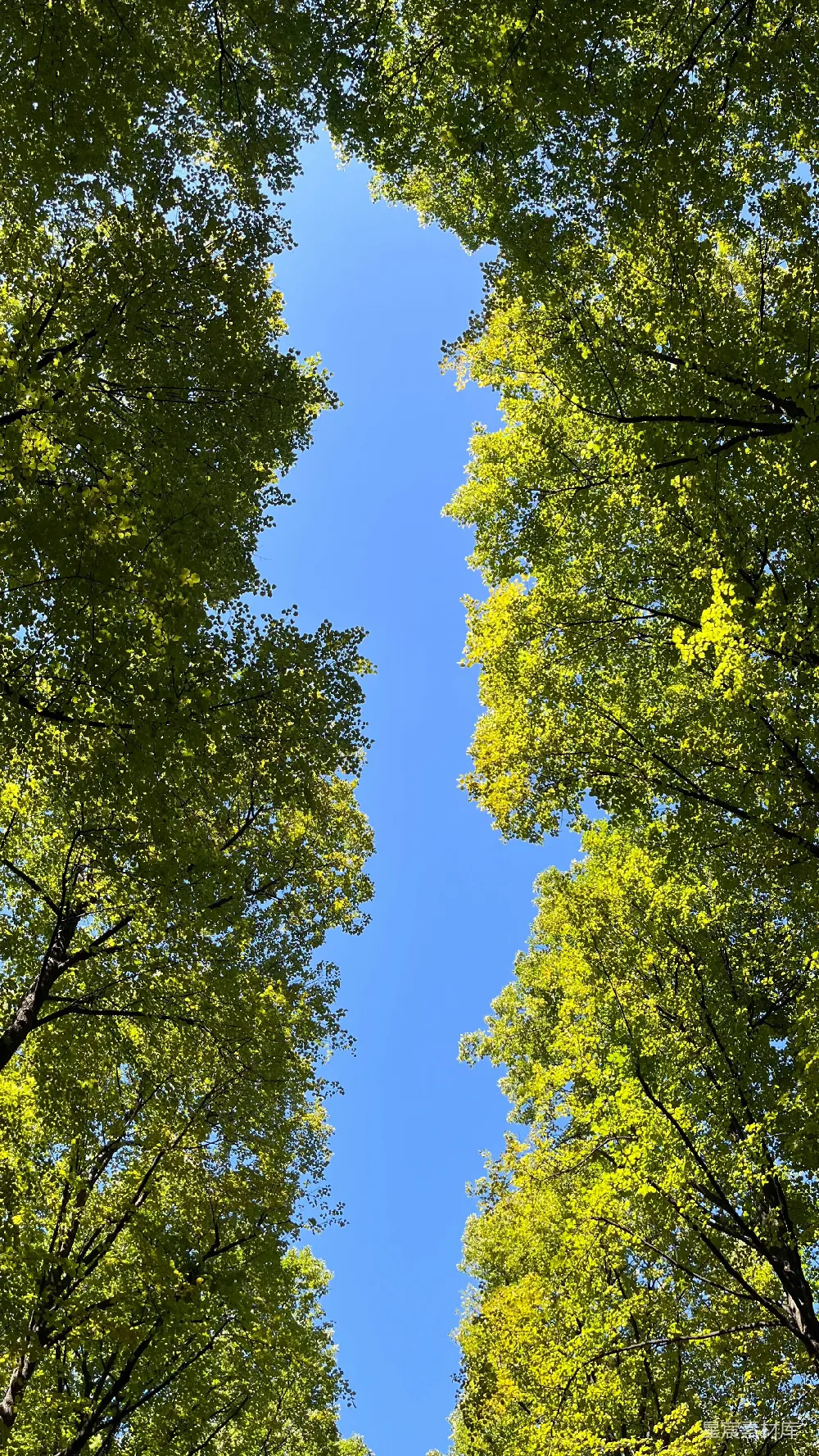 高清摄影 抬头望向森林中的树梢