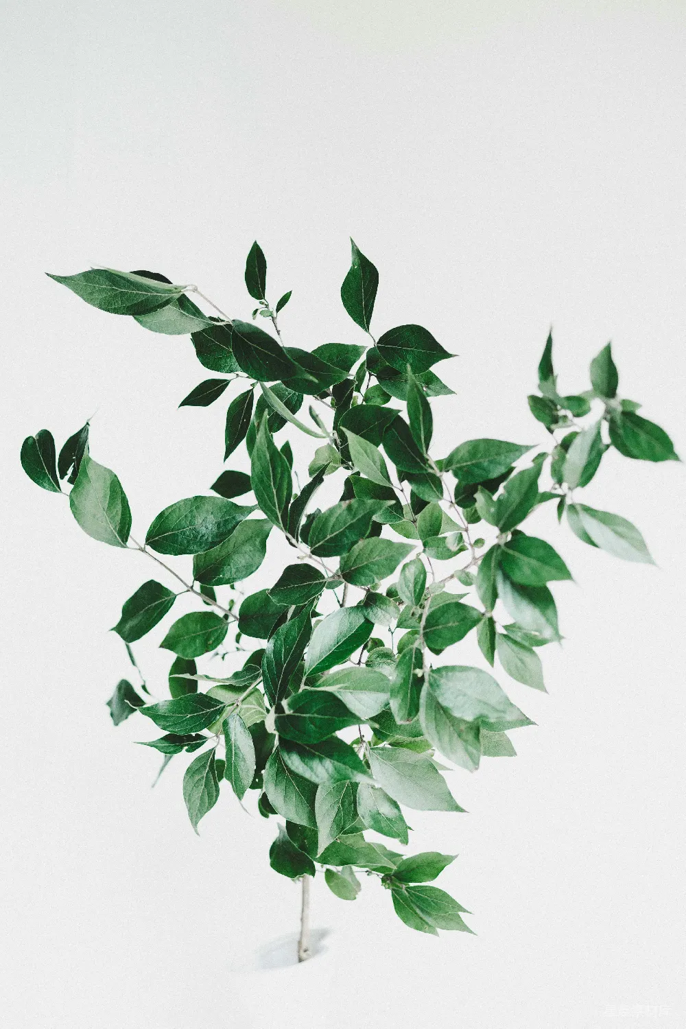 高清摄影 绿叶植物