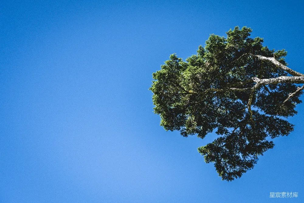 高清摄影 一棵孤树在晴朗的蓝天正中