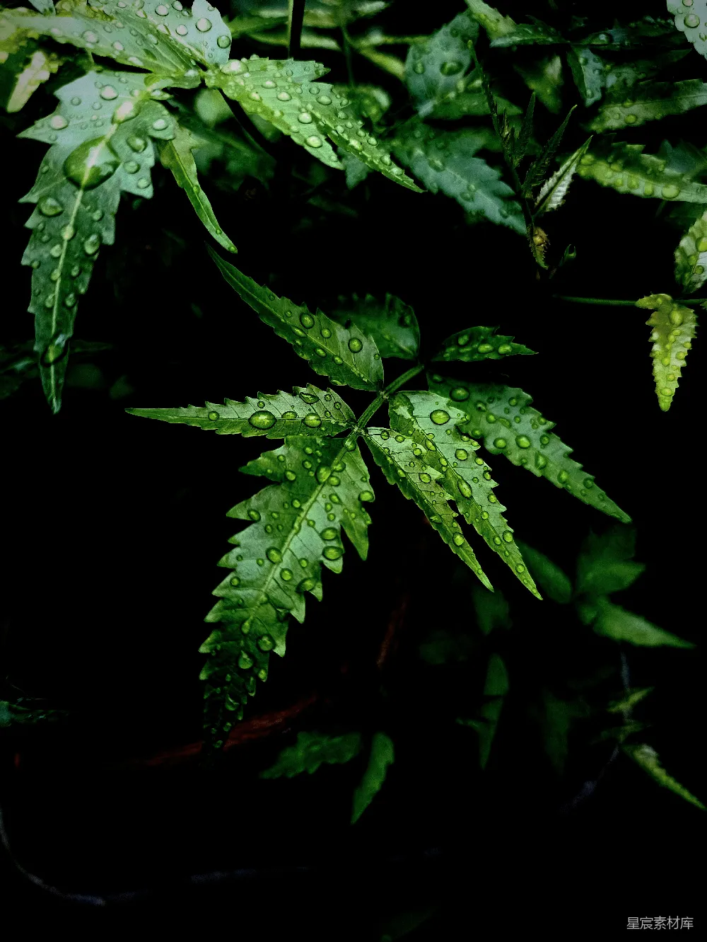 高清摄影 一株植物的特写镜头，上面有水珠。