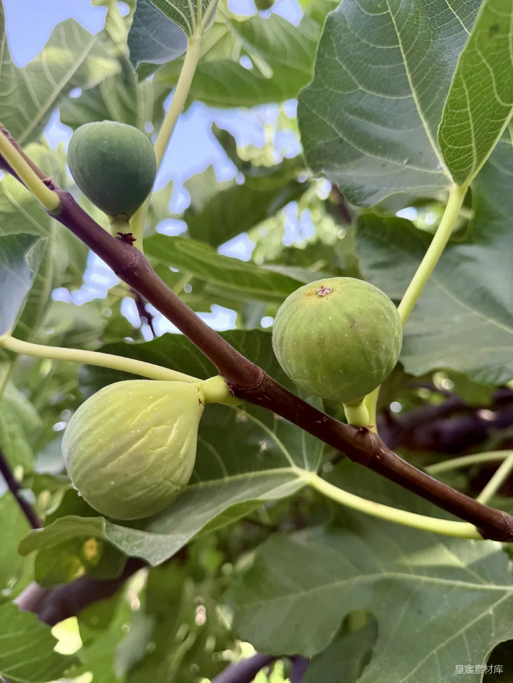 高清摄影 三只绿 fig 落在树干上。