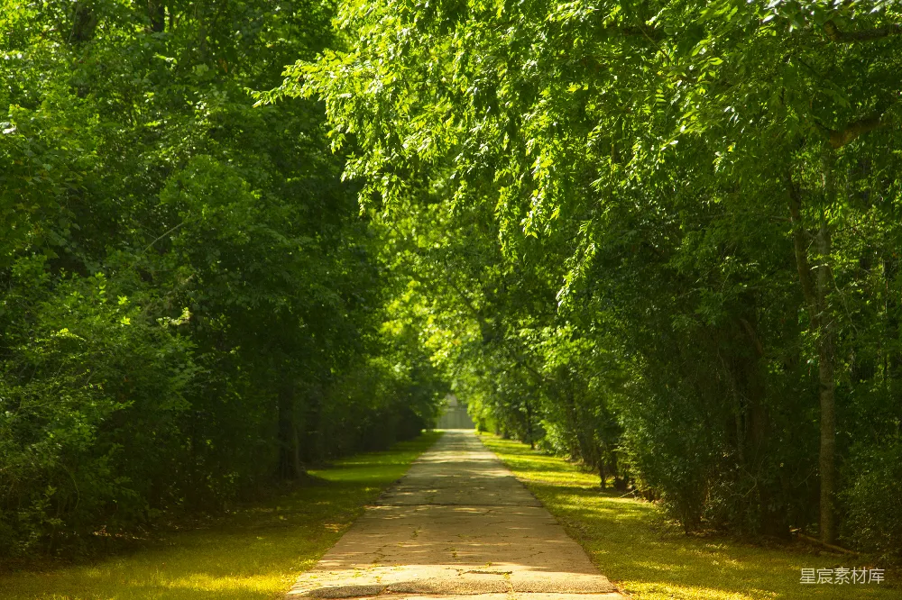 高清摄影 树-lined的步行路径的风景照片