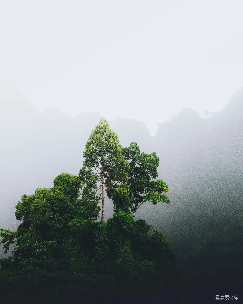 高清摄影 绿叶树