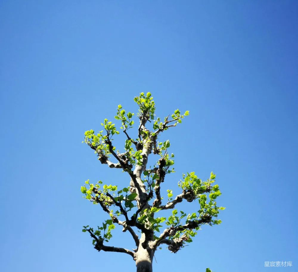 高清摄影 白天绿树下的蓝天