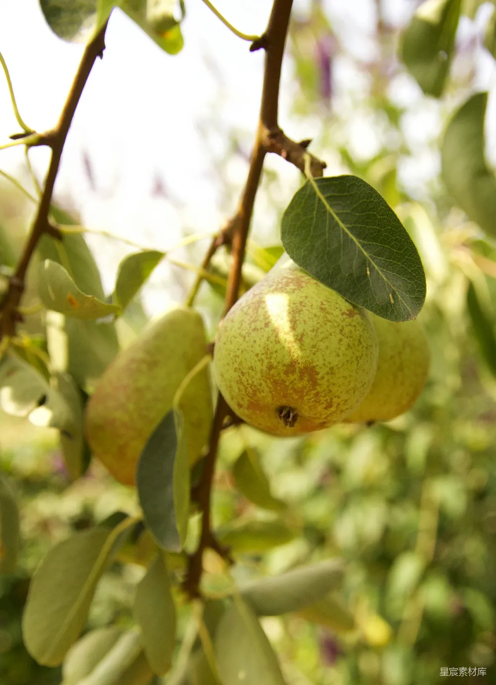 高清摄影 绿 Pear