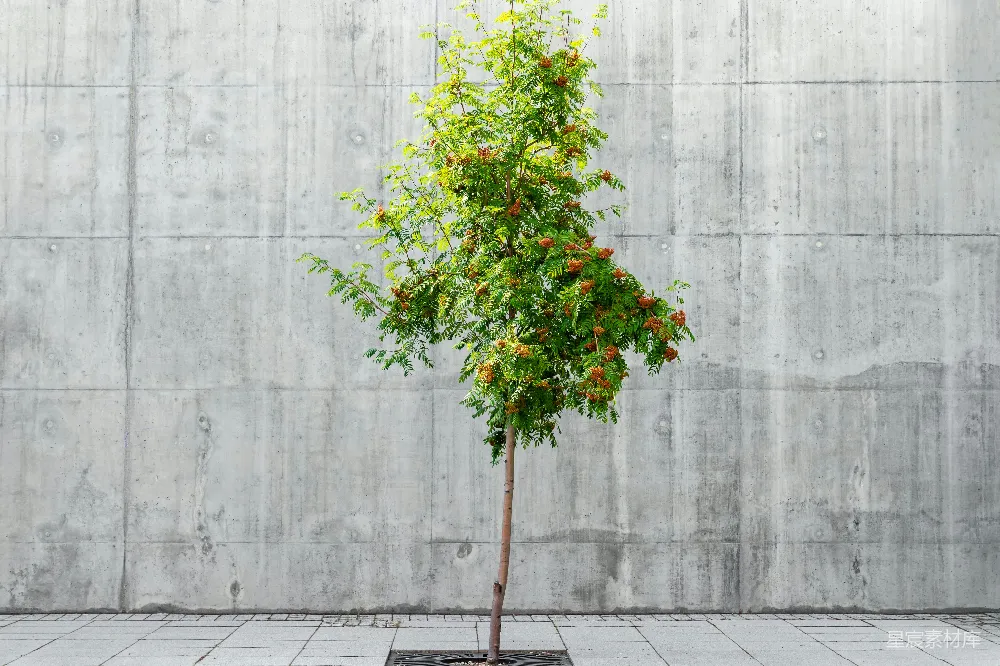 高清摄影 绿叶植物