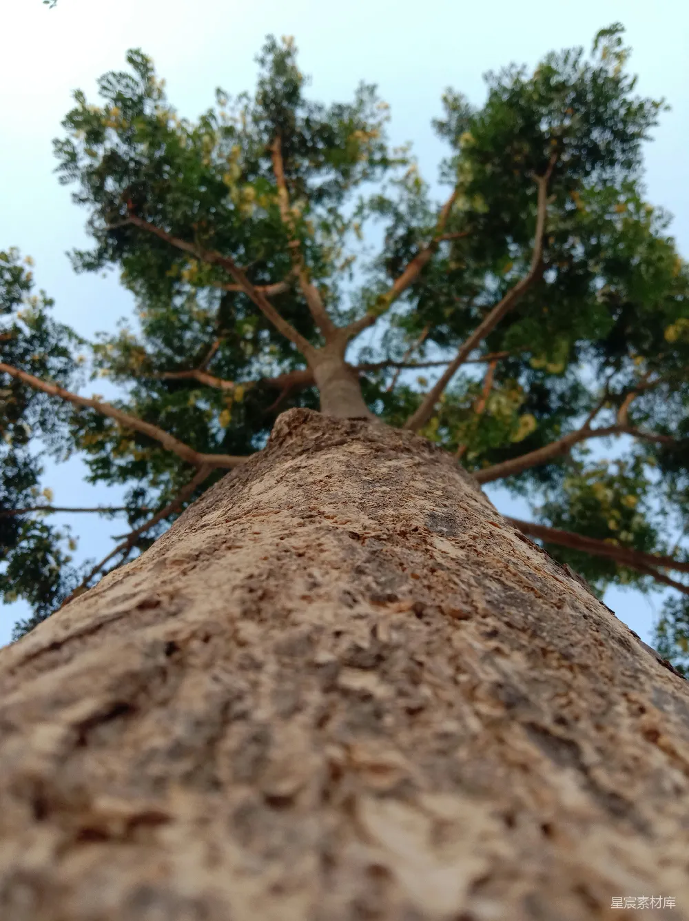 高清摄影 向上看一棵高树的顶端视图
