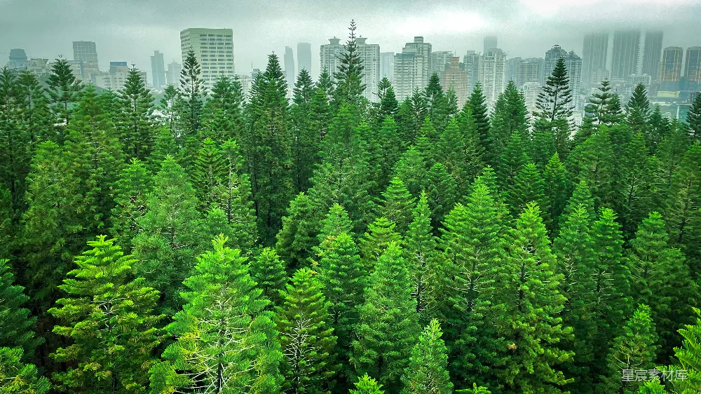 高清摄影 背景中有高建筑物的森林景象