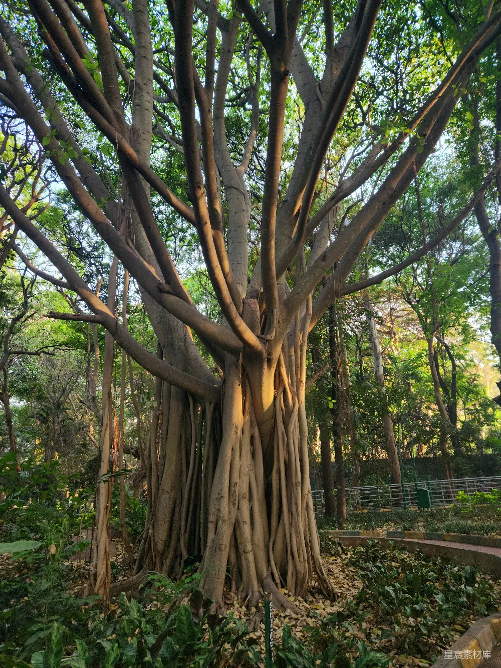 高清摄影 大树 自然 户外 公园 生态 公园里一棵大树周围有很多树木的大树