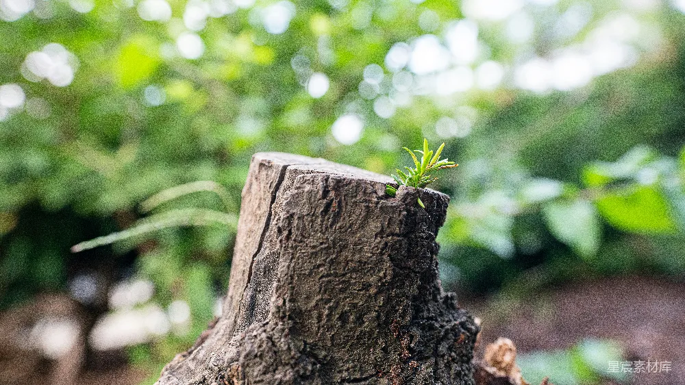 高清摄影 树桩上长出了一株小植物。