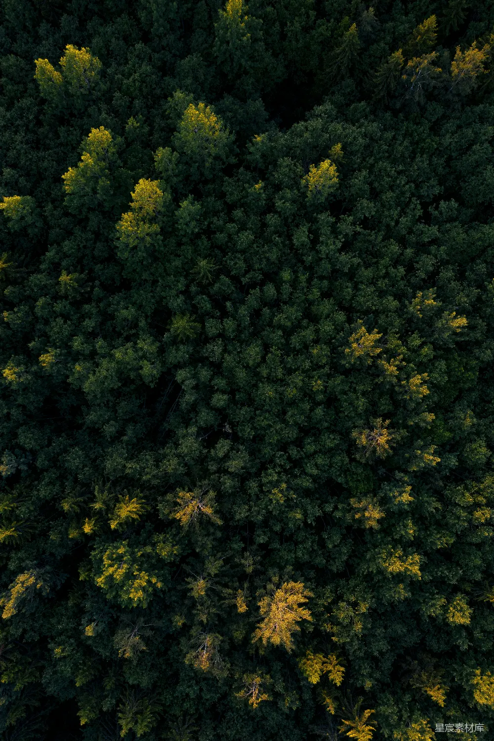 高清摄影 绿色森林的 aerial 照片