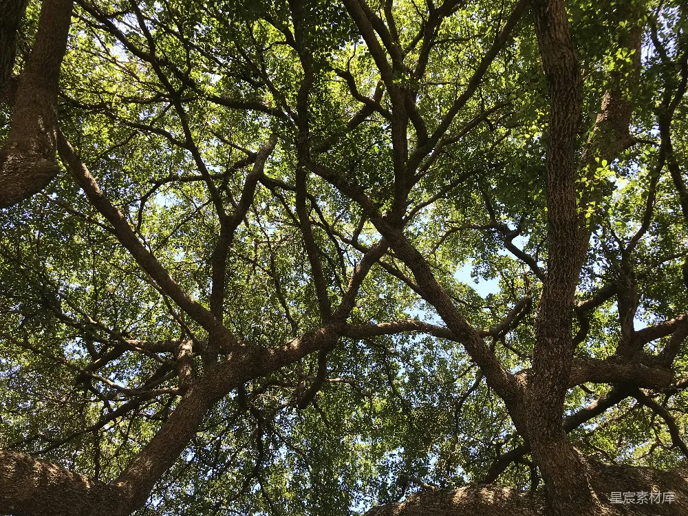 高清摄影  绿树