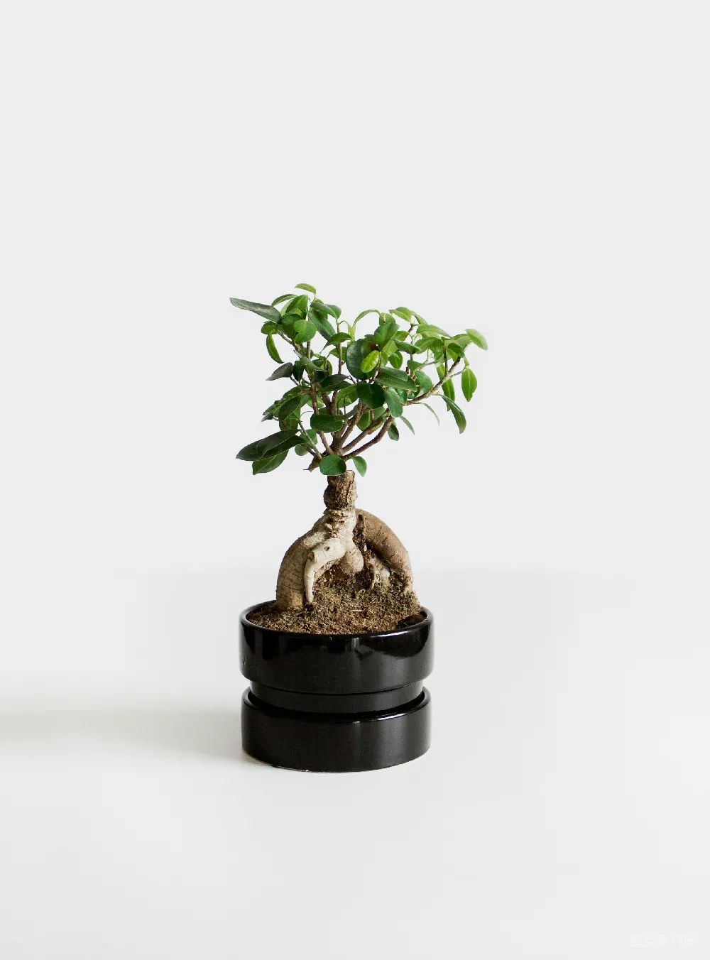 高清摄影 黑 Pot 中 绿色 茎叶
