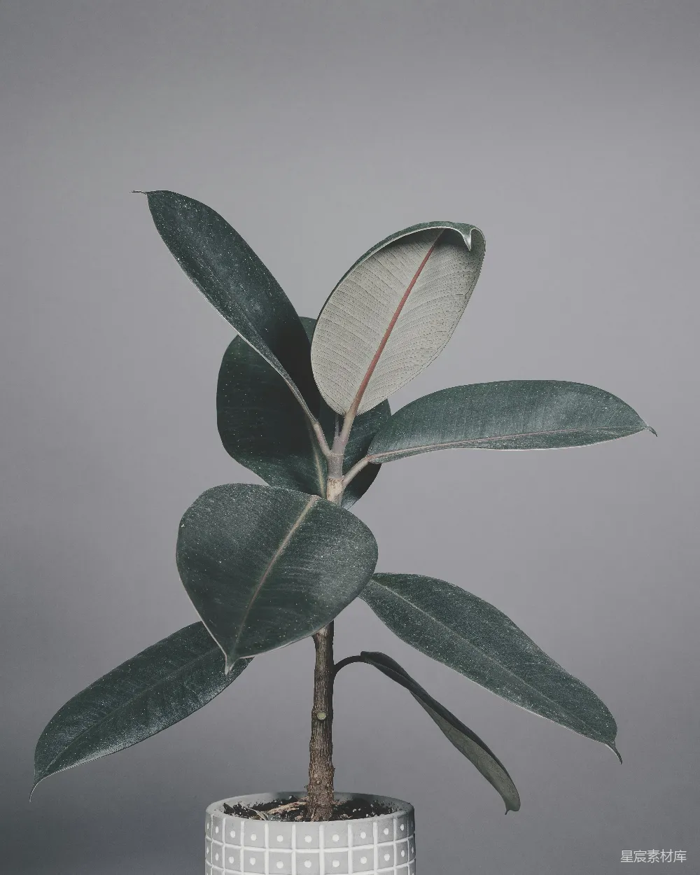 高清摄影 绿叶植株生于棕茎上