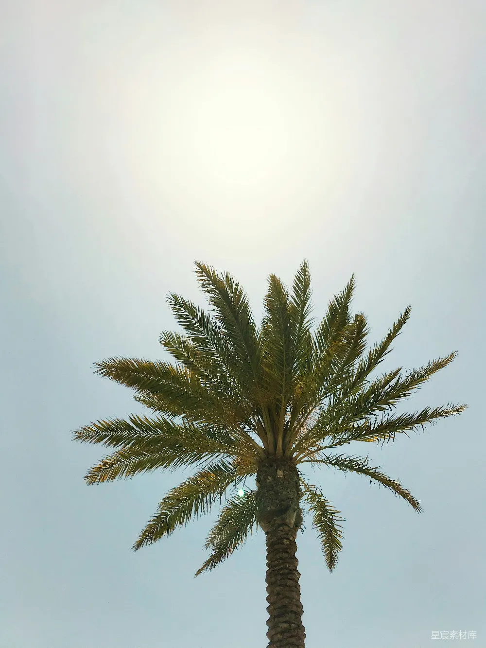 高清摄影 一棵绿油油的手掌树