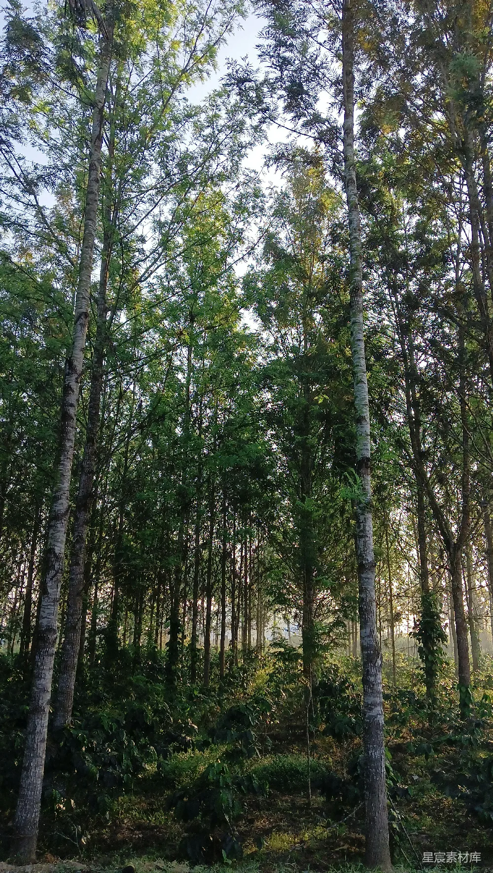 高清摄影 woods里有很多树