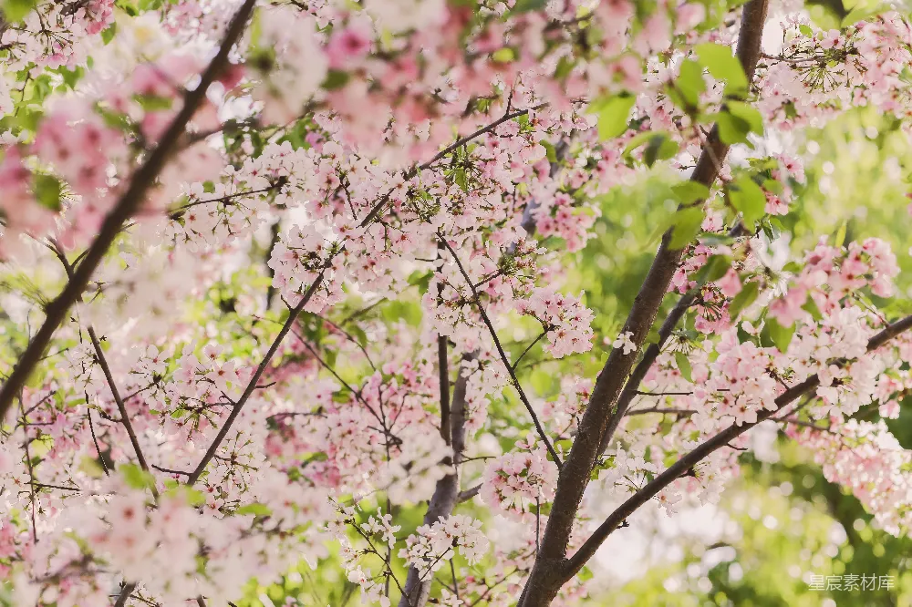 高清摄影 粉色樱花的 macro  photography