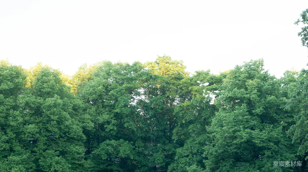 高清摄影 一簇树木