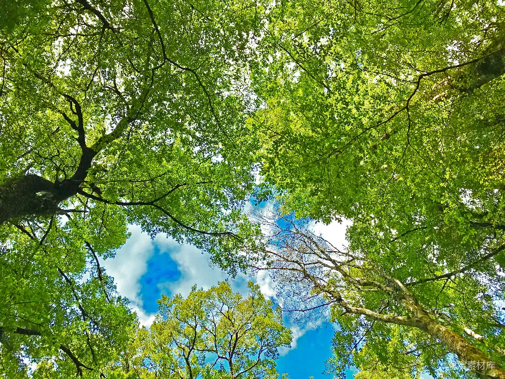 高清摄影 白天绿树蓝天白云下的景象