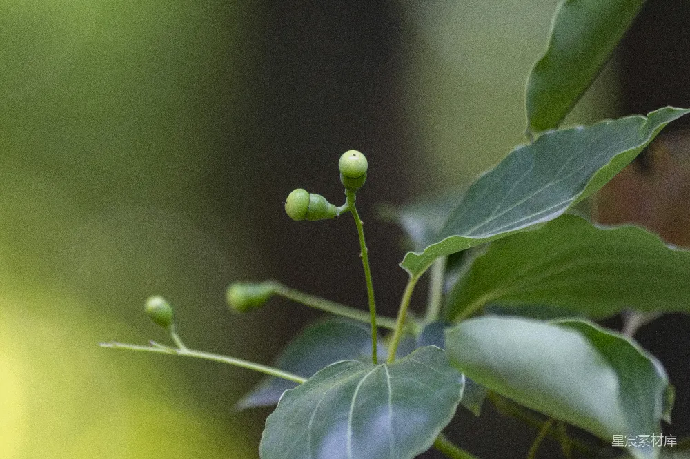 高清摄影  一株绿色植物的特写镜头，叶子清晰可见