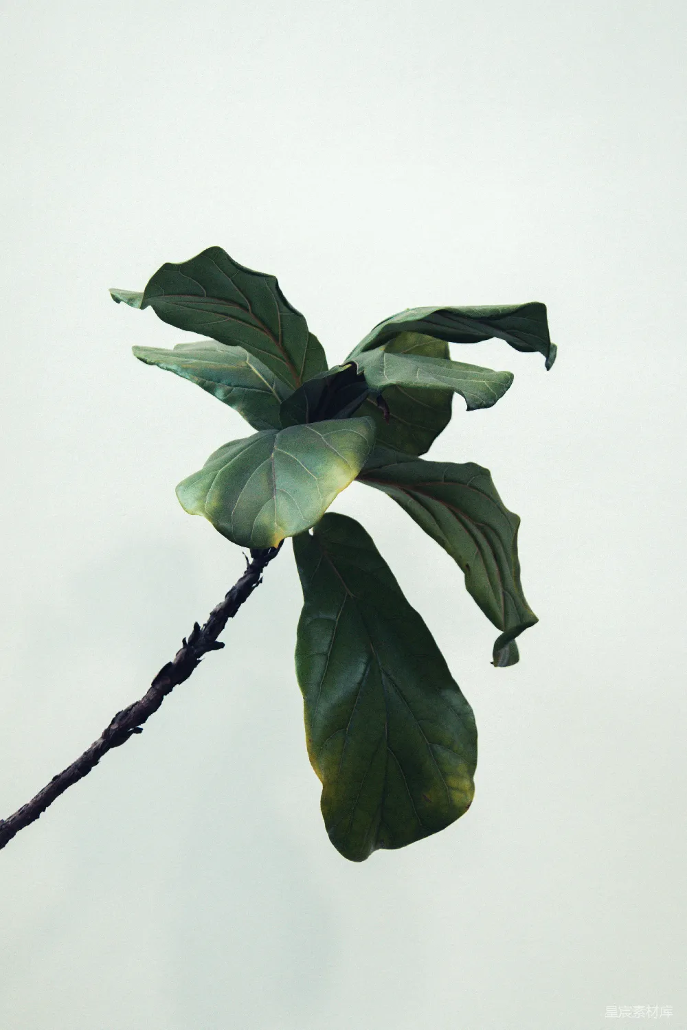 高清摄影 绿叶植物