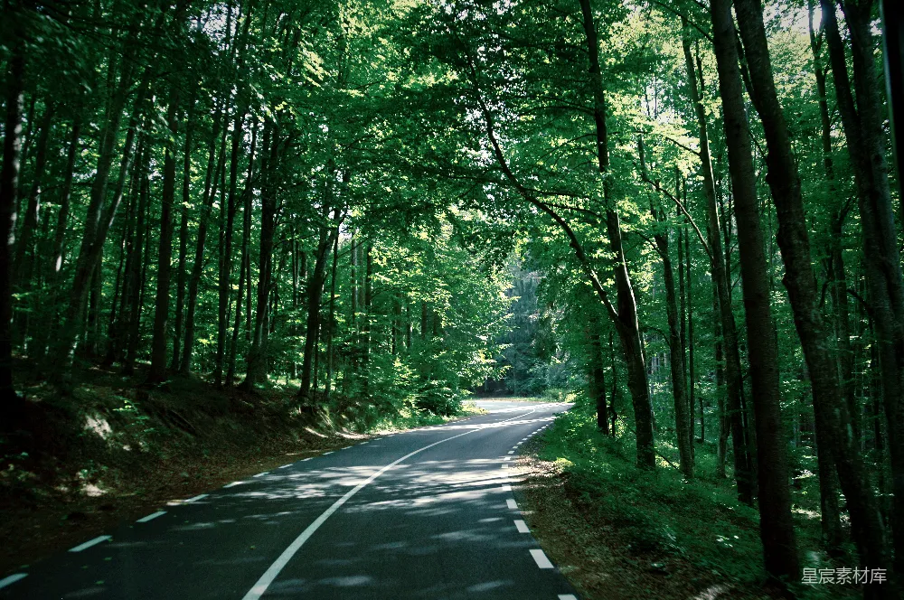 高清摄影 树间的道路