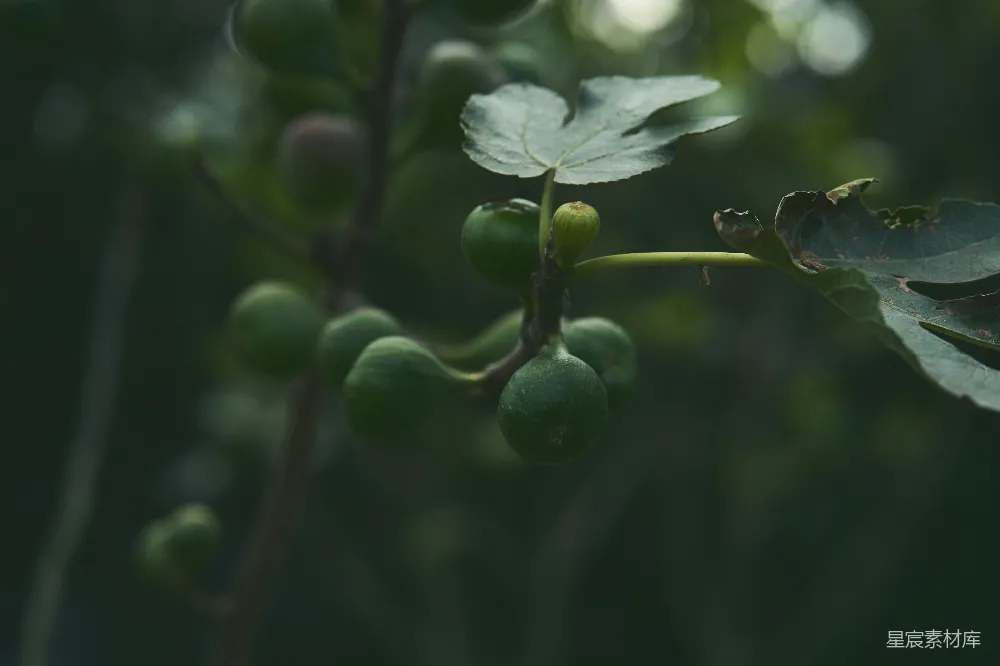 高清摄影 枝头近景，绿叶环绕