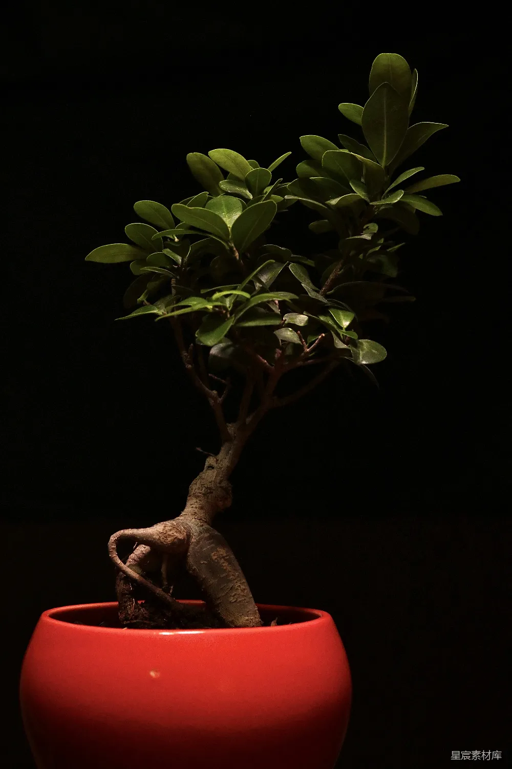 高清摄影 红 Pot 上的 绿 色 植物