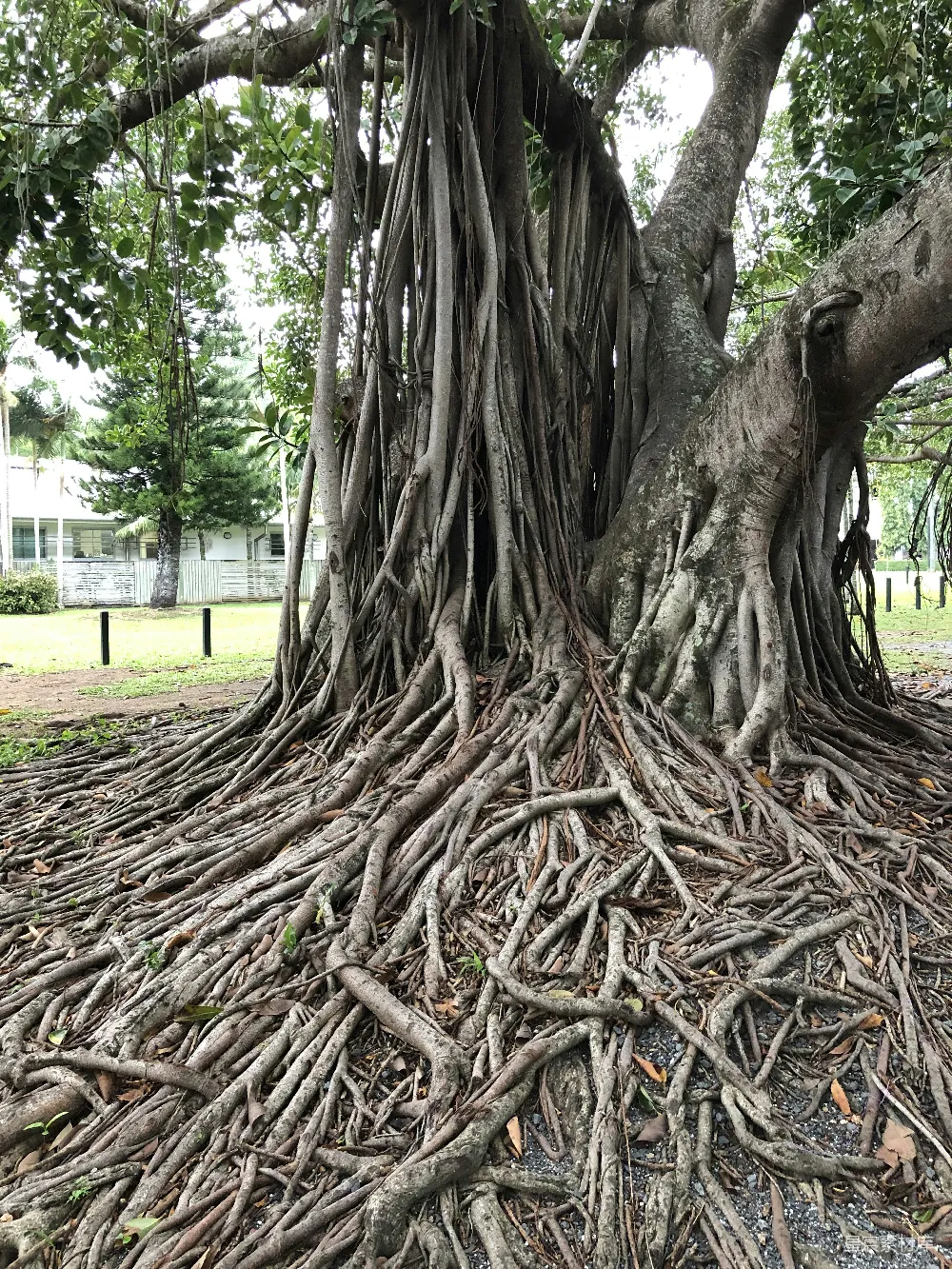 高清摄影 多枝树木