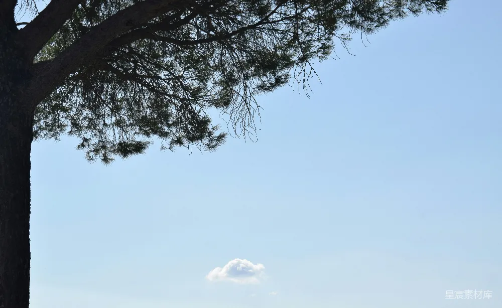 高清摄影 天空中只有一棵树的意境。