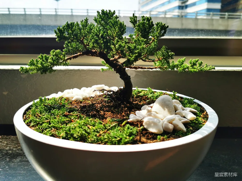 高清摄影 绿色植物放在白瓷盆中