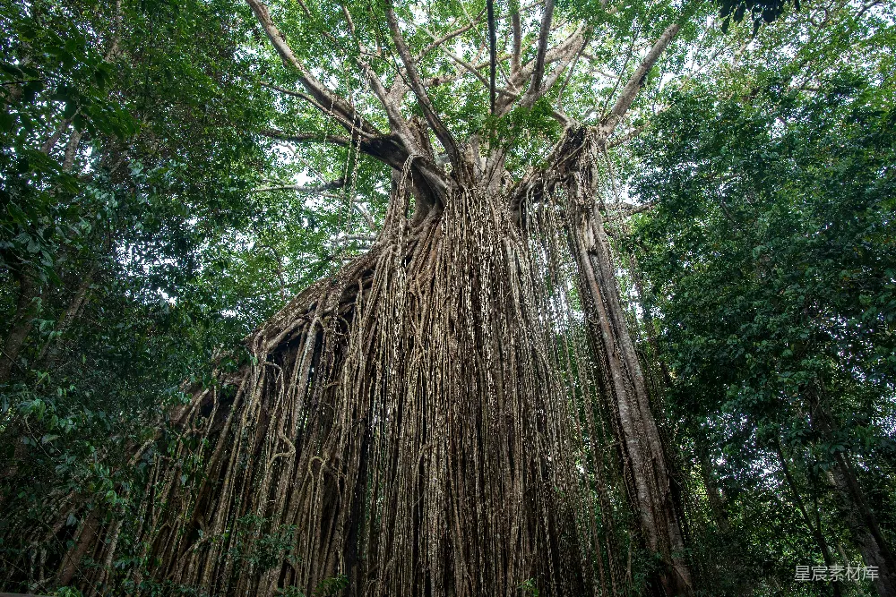 高清摄影 白天棕色的树干
