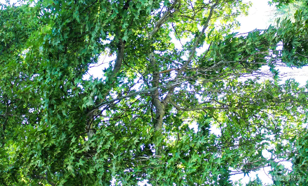 高清摄影 一只鸟停在树干上