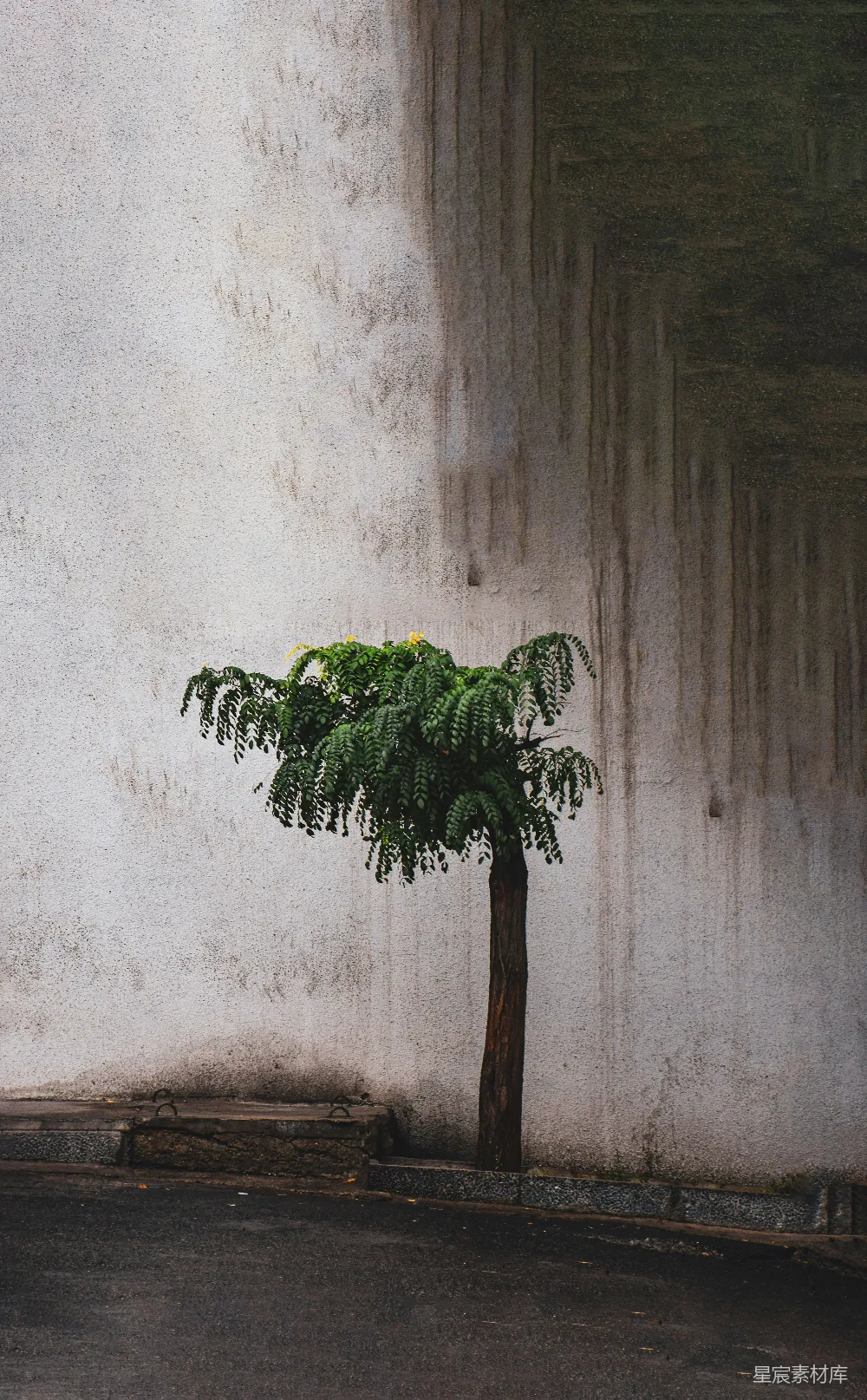 高清摄影 墙前一棵小树