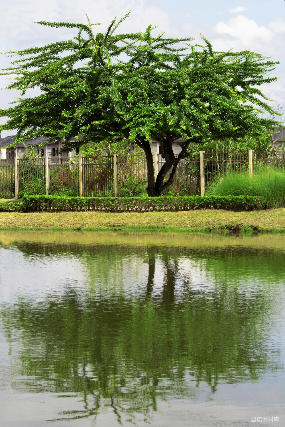 高清摄影 白天树木靠近水体附近