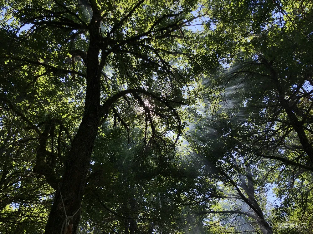 高清摄影 低角度拍摄的树木