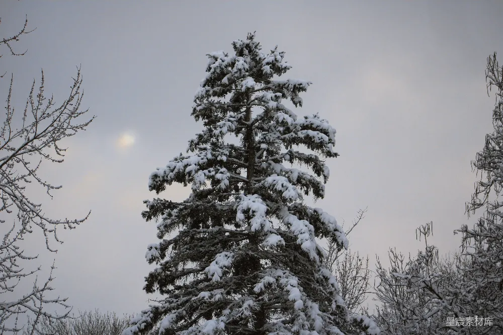 高清摄影 背景中有月亮的一棵覆雪松树