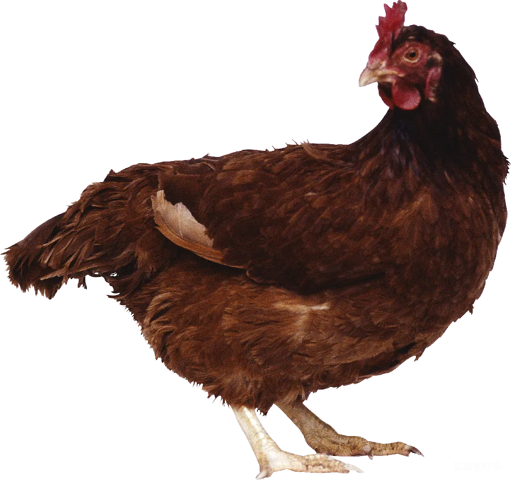 元素素材 元素 鸡肉