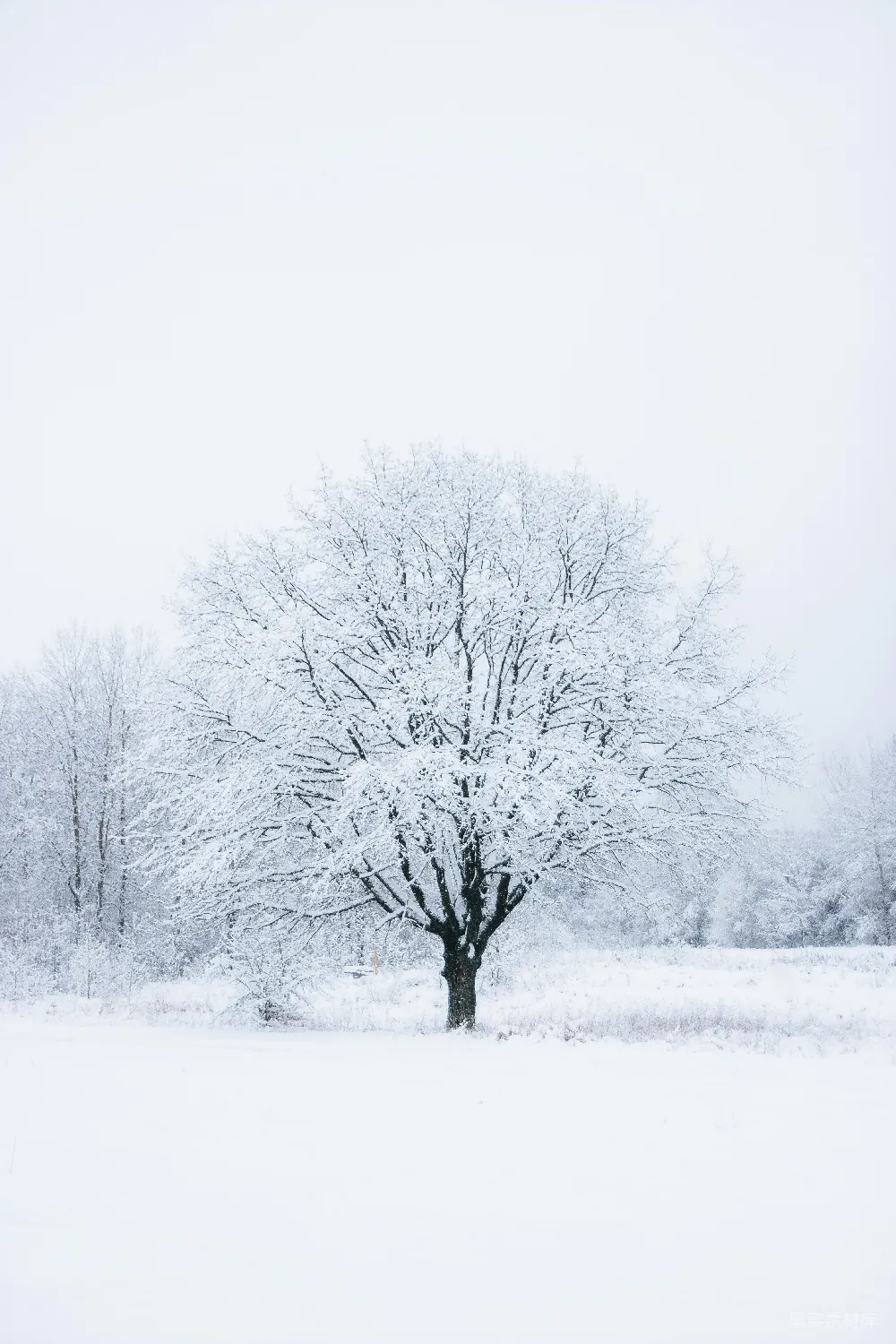 高清摄影 光秃秃的树覆盖着白雪