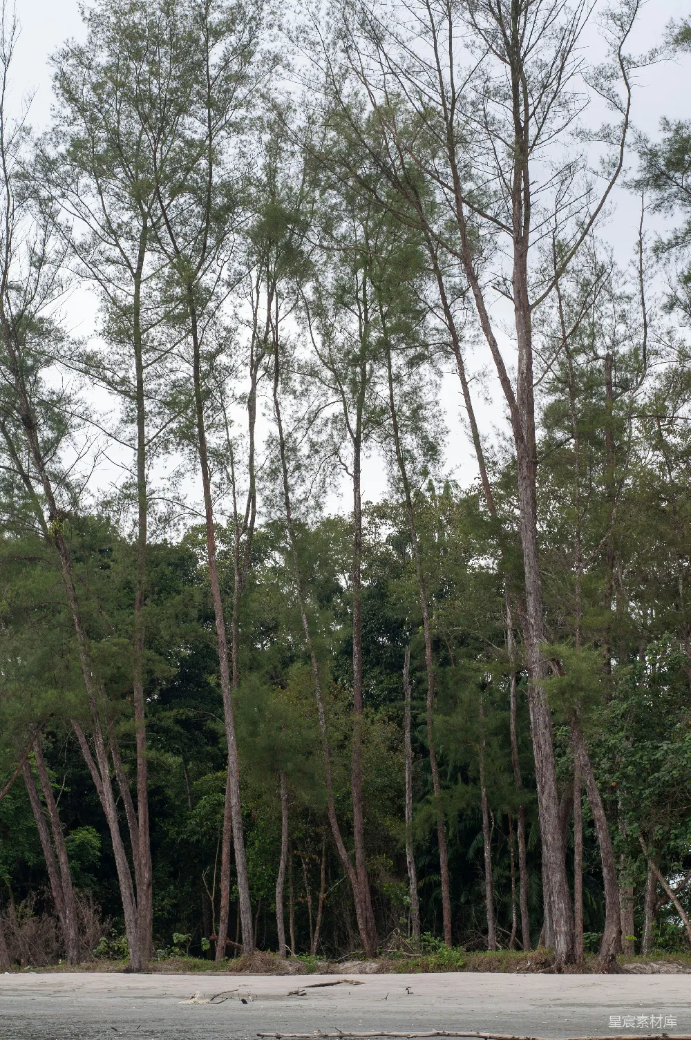 高清摄影 路边的一群树