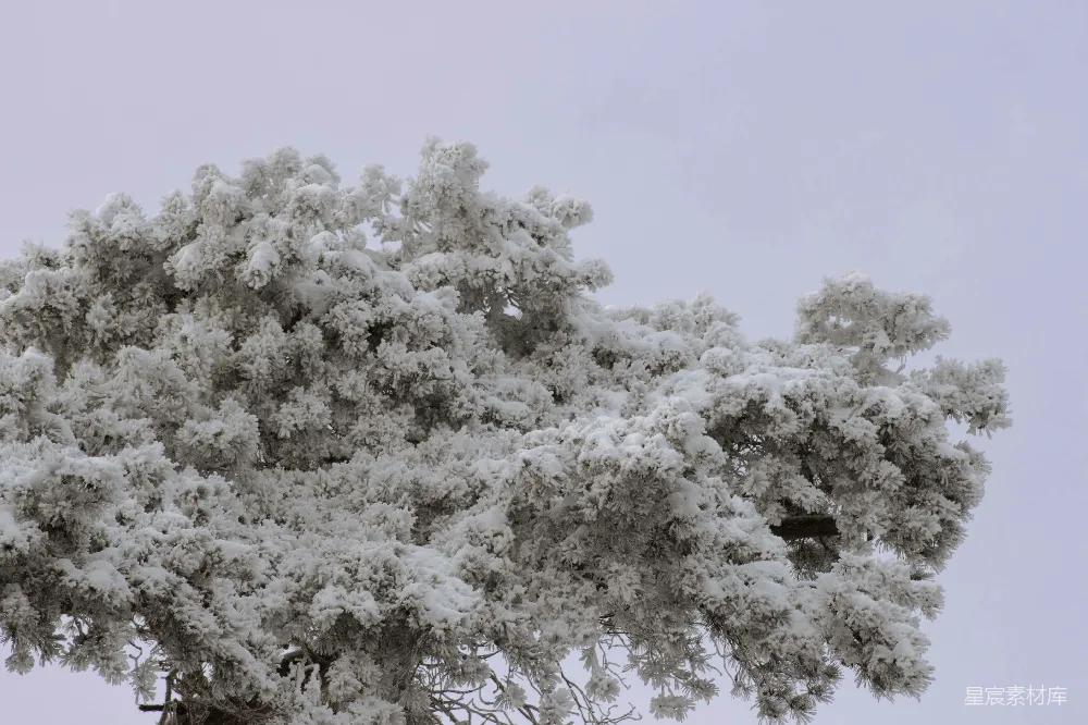 高清摄影 一棵非常高大的树覆盖着大量的雪。