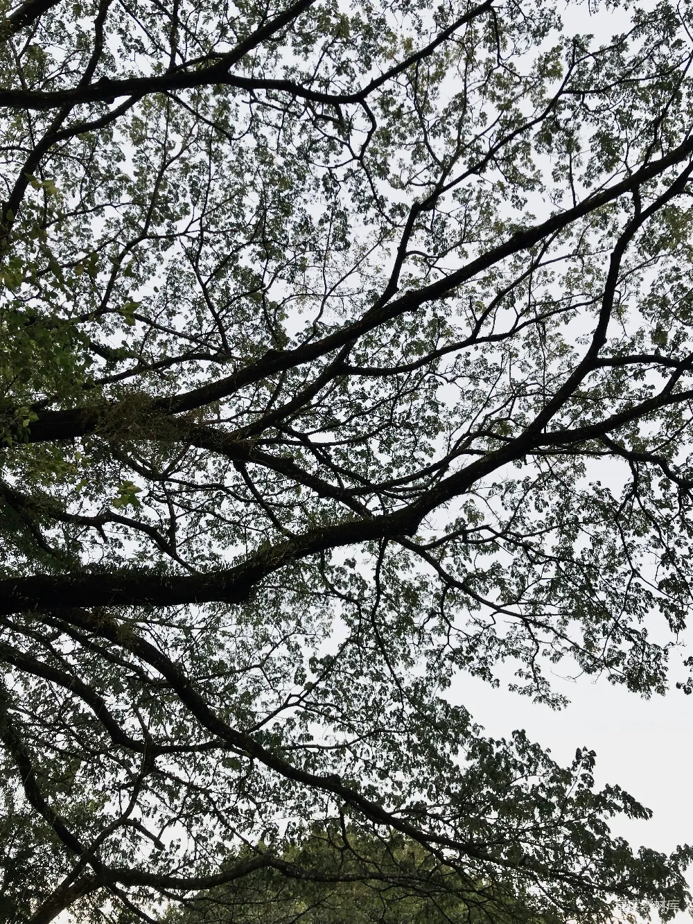 高清摄影 多枝的树