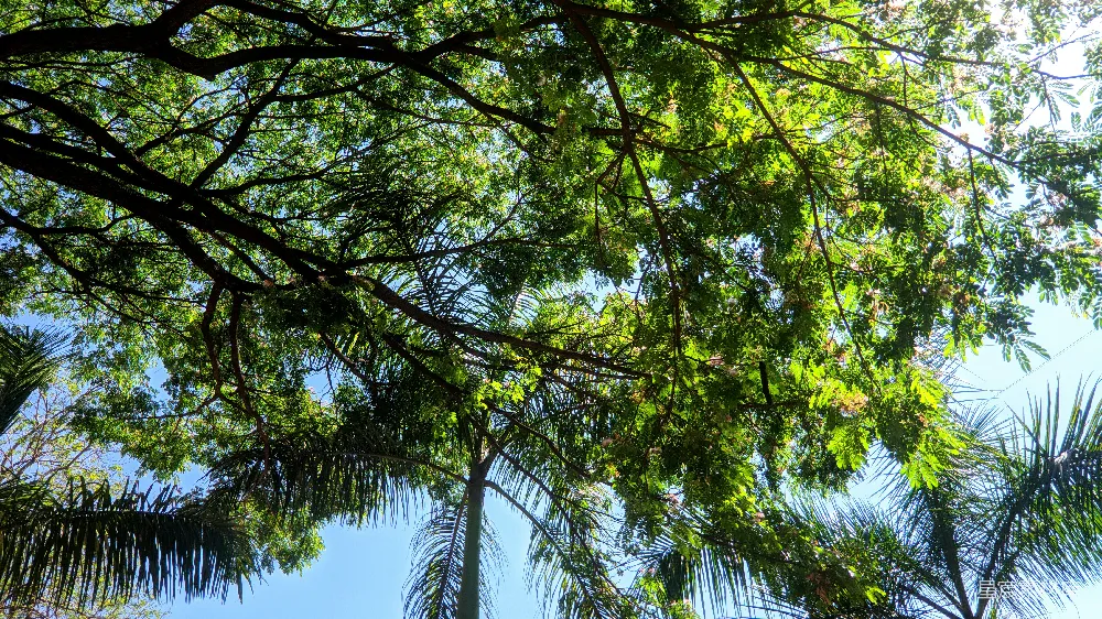 高清摄影 一只鸟栖息在树干上