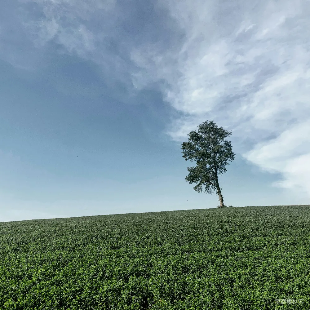 高清摄影 白天绿草 fields 蓝天 中