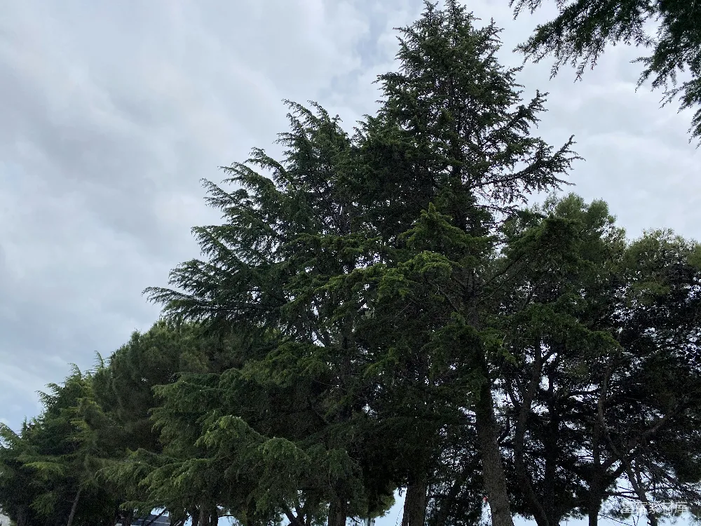 高清摄影 绿树白云间