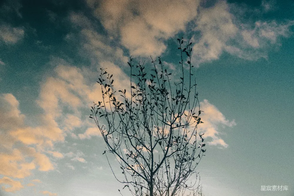 高清摄影 树下一片无叶的天空