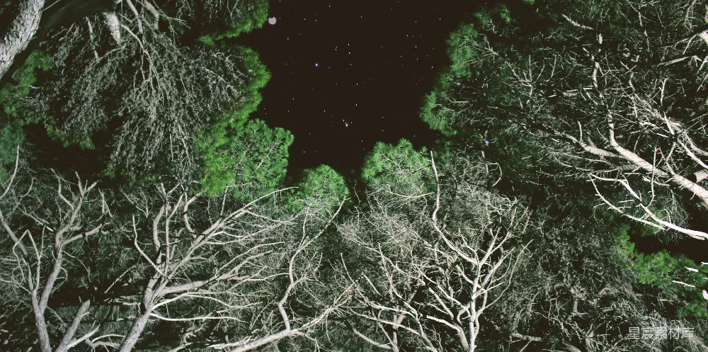 高清摄影 夜间树木