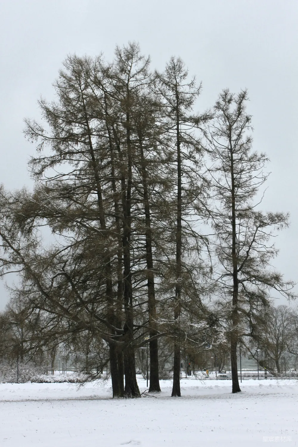 高清摄影 几棵树落在雪中
