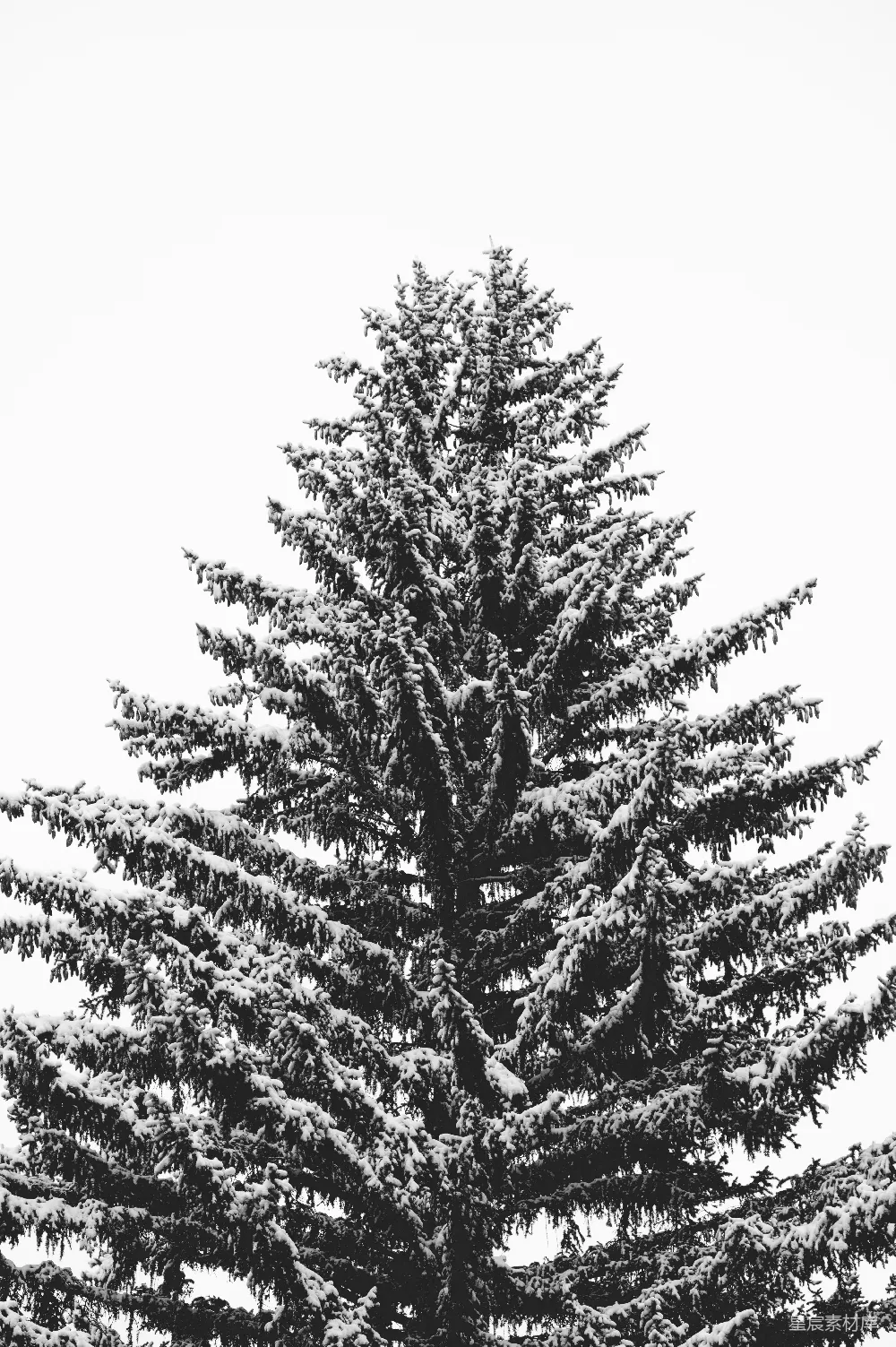 高清摄影 树上覆着白雪